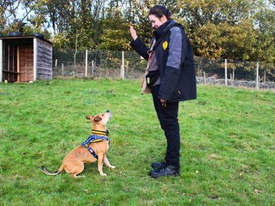 Jess | Terrier (Staffordshire Bull) | Manchester - 5