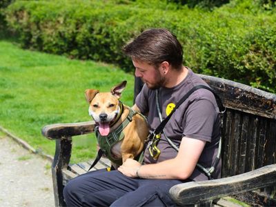 Jess | Terrier (Staffordshire Bull) | Manchester - 4