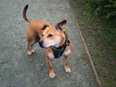 Jess | Terrier (Staffordshire Bull) | Manchester - 2