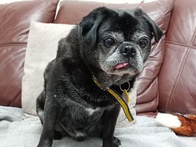 George | Pug | Merseyside (Liverpool) - 1