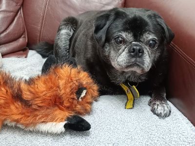 George | Pug | Merseyside (Liverpool) - 3