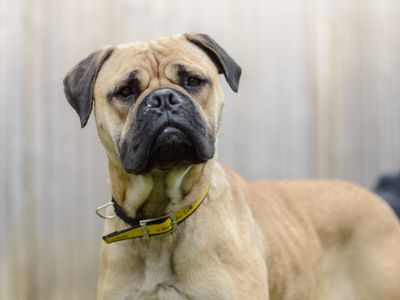 Tess — Bullmastiff