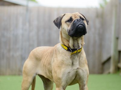 Tess | Bullmastiff | Kenilworth (West Midlands) - 5