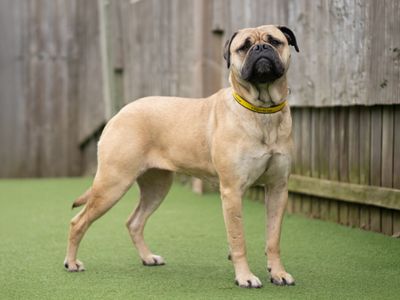 Tess | Bullmastiff | Kenilworth (West Midlands) - 3