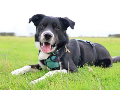 Domino | Collie (Border) Cross | Leeds - 3