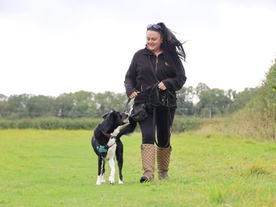 Domino | Collie (Border) Cross | Leeds - 3