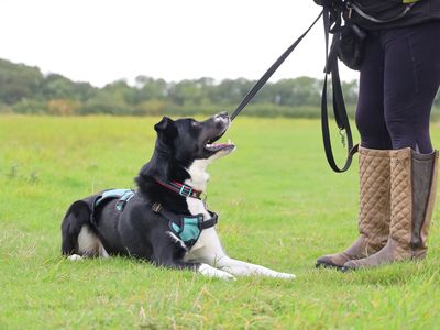 Domino | Collie (Border) Cross | Leeds - 5
