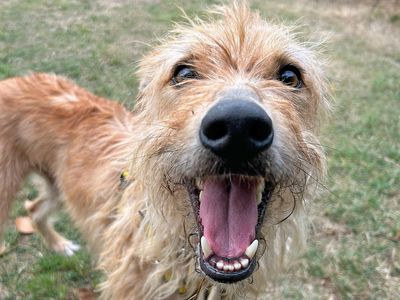 Haggis | Lurcher | Basildon (Essex) - 3
