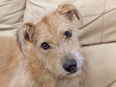 Haggis | Lurcher | Basildon (Essex) - 5