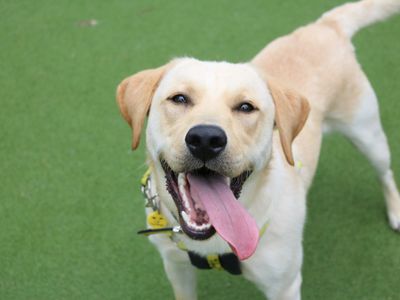 Alvie | Retriever (Labrador) | Glasgow - 5