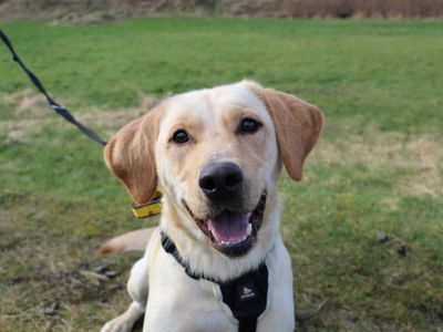Alvie, a 2 years old male Labrador available for adoption from Dogs Trust in Scotland