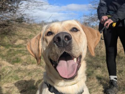 Alvie — Retriever (Labrador)