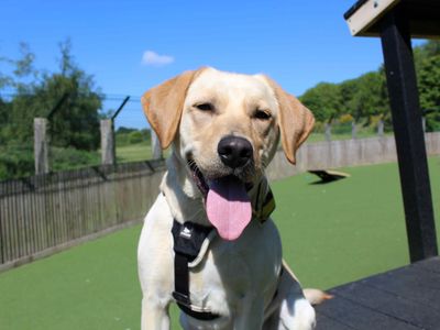 Alvie | Retriever (Labrador) | Glasgow - 5