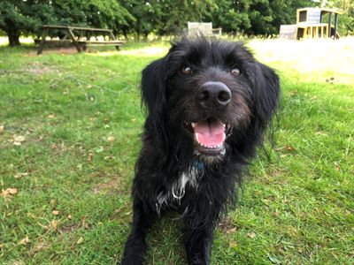 Bobby | Belgian Shepherd Dog (Malinois) Cross | Leeds - 5