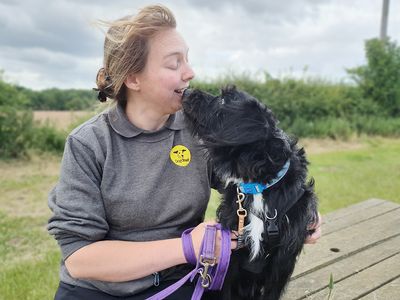 Bobby | Belgian Shepherd Dog (Malinois) Cross | Leeds - 3