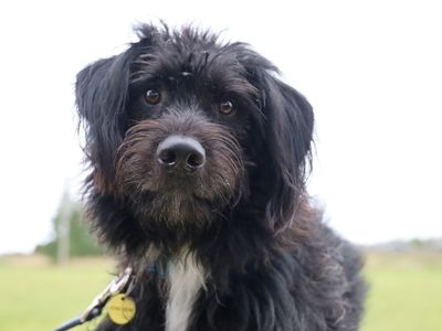 Bobby | Belgian Shepherd Dog (Malinois) Cross | Leeds - 5