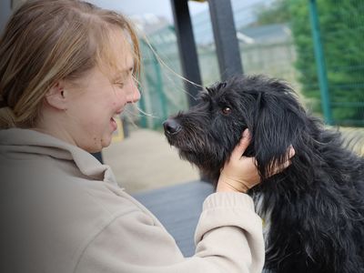 Bobby | Belgian Shepherd Dog (Malinois) Cross | Leeds - 3