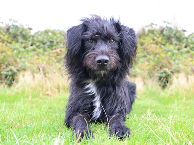 Bobby | Belgian Shepherd Dog (Malinois) Cross | Leeds - 4