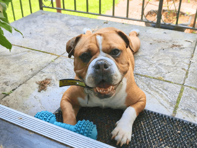 Breagh | Bulldog | Dundee rehoming - 3