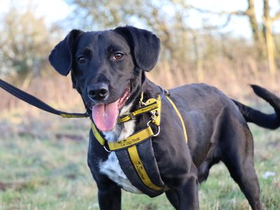 Billy | Spaniel (English Springer) Cross | Leeds - 3