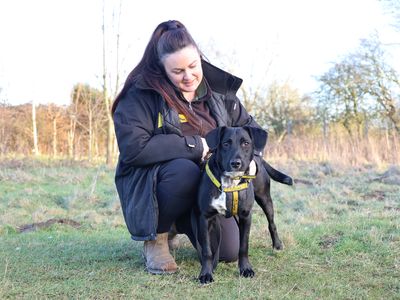 Billy | Spaniel (English Springer) Cross | Leeds - 2