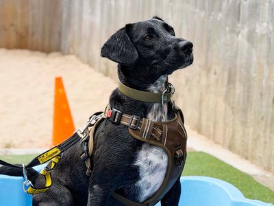 Billy, a 2 years old male Spaniel X Collie available for adoption from Dogs Trust in West Yorkshire