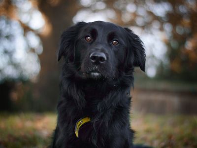Freddie | Retriever (Labrador) Cross | Kenilworth (West Midlands) - 2