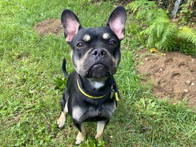 Rocky | French Bulldog Cross | Snetterton (Norfolk) - 5