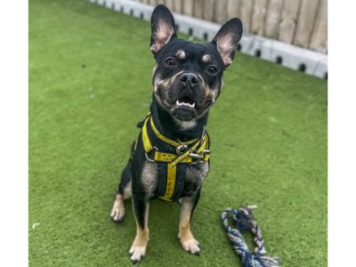 Rocky | French Bulldog Cross | Snetterton (Norfolk) - 1