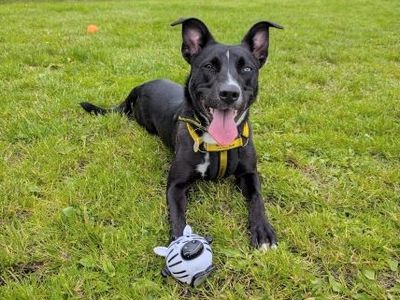 Stella | Crossbreed | West Calder (Edinburgh) - 5