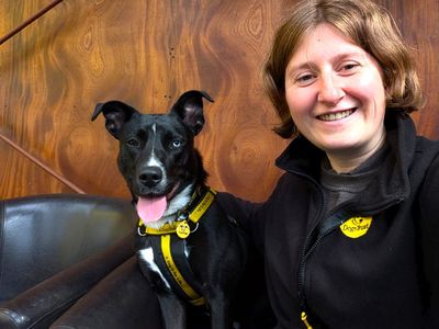 Stella | Crossbreed | West Calder (Edinburgh) - 3