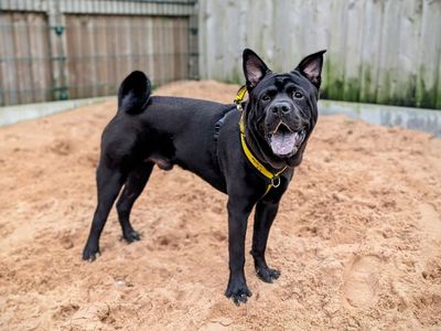 Rocco | Crossbreed | Cardiff - 3