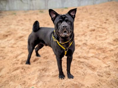 Rocco | Crossbreed | Cardiff - 5