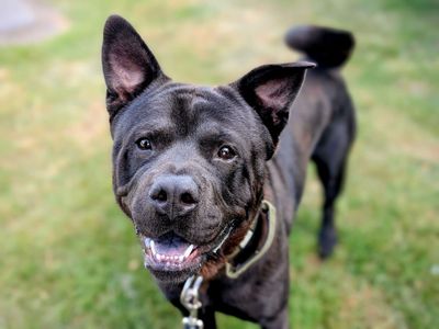Rocco | Crossbreed | Cardiff - 3