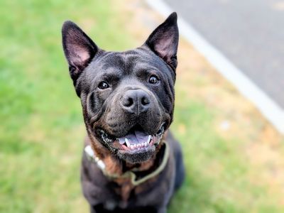 Rocco | Crossbreed | Cardiff - 5