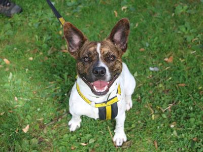Lockie | French Bulldog Cross | Glasgow - 5