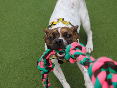 Lockie | French Bulldog Cross | Glasgow - 3