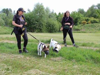 Lockie | French Bulldog Cross | Glasgow - 5