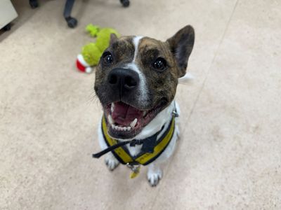 Lockie | French Bulldog Cross | Glasgow - 4