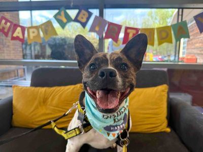 Lockie | French Bulldog Cross | Glasgow - 4