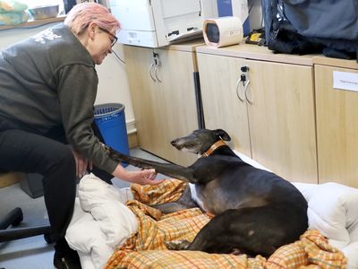 Tara | Greyhound | Leeds - 3