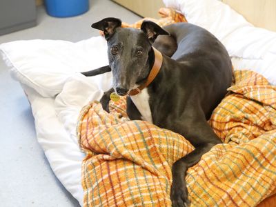 Tara | Greyhound | Leeds - 5