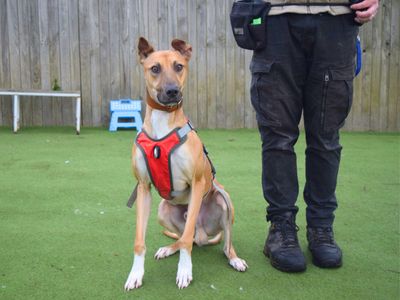 Charlie Harley | Lurcher | Harefield West London - 5