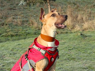 Charlie Harley | Lurcher | Harefield West London - 3