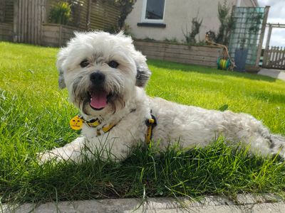 Murphy | Bichon Frise Cross | Ballymena (Northern Ireland) - 5