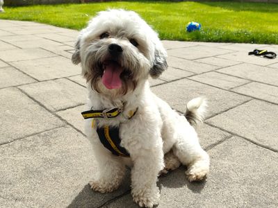 Murphy | Bichon Frise Cross | Ballymena (Northern Ireland) - 3