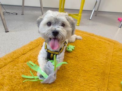 Murphy | Bichon Frise Cross | Ballymena (Northern Ireland) - 3