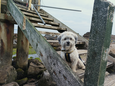 Murphy | Bichon Frise Cross | Ballymena (Northern Ireland) - 3