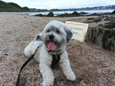 Murphy | Bichon Frise Cross | Ballymena (Northern Ireland) - 3