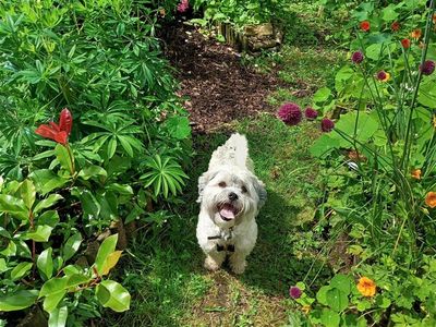 Murphy | Bichon Frise Cross | Ballymena (Northern Ireland) - 5